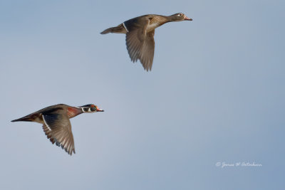 Wood Duck
