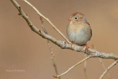 Field Sparrow
