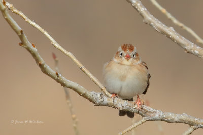 Field Sparrow
