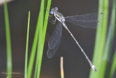 Southern Spreadwing