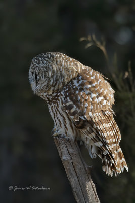 Barred Owl