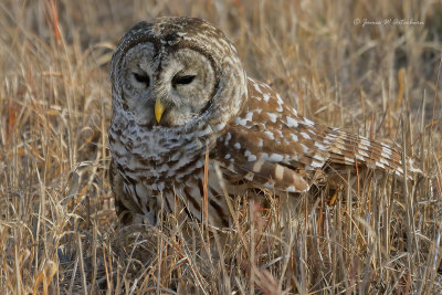 Barred Owl