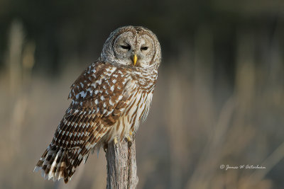 Barred Owl