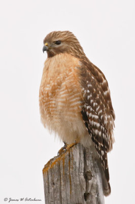 Red-shouldered Hawek