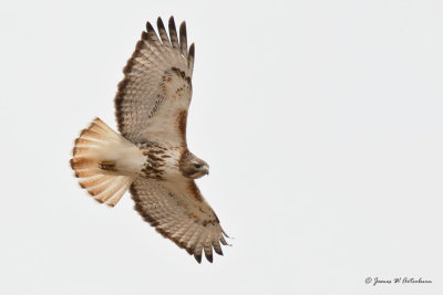 Red-tailed Hawk