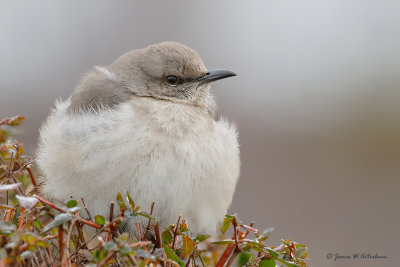 Northern Mockingbird
