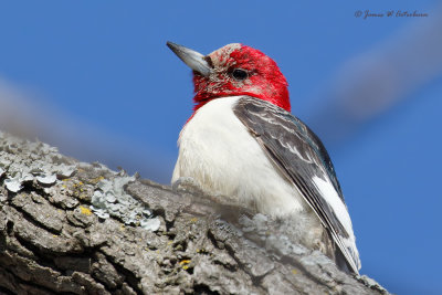 Red-headed Woodpecker