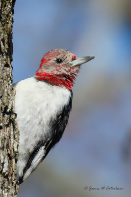Red-headed Woodpecker