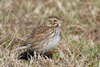 Savannah Sparrow