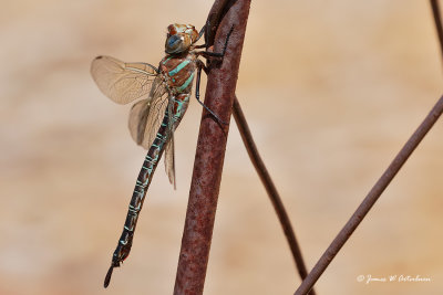Swamp Darner