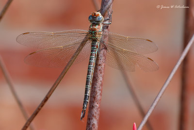 Swamp Darner