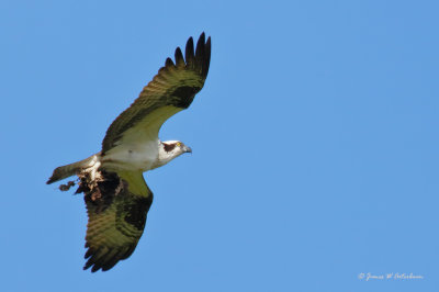 Osprey