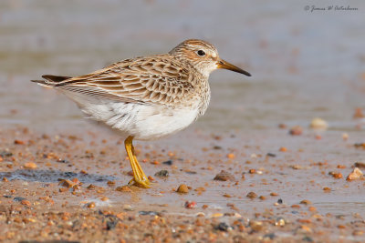 Pectoral Sandpiper