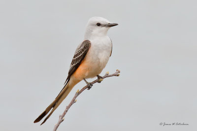 Scissor-tailed Flycatcher