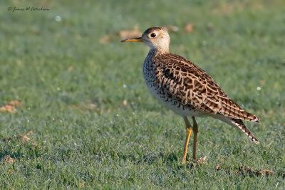 Upland Sandpiper