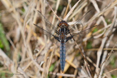 Blue Corporal