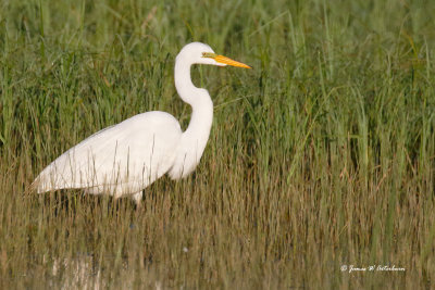 Great Egret