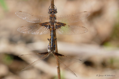 Mantled Baskettail
