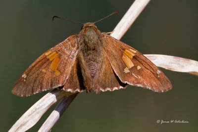 Silver-spotted Skipper
