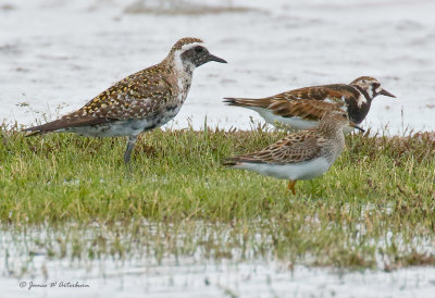 American Golden-Plover