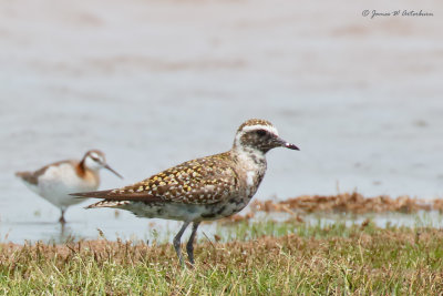American Golden-Plover
