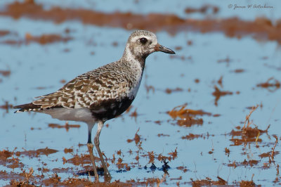 Black-bellied Plover