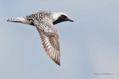 Black-bellied Plover