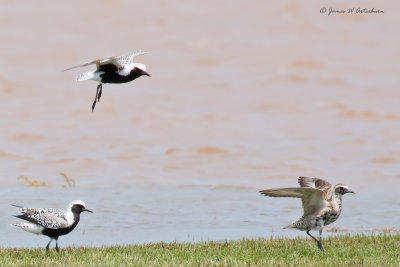 Black-bellied Plover & American Golden-Plover