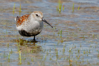 Dunlin