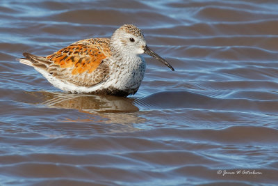 Dunlin
