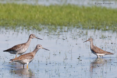 Greater Yellowlegs