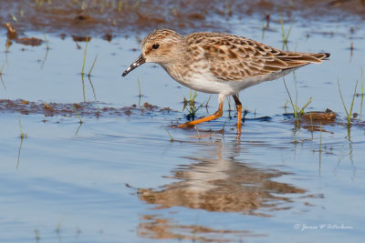 Least Sandpiper