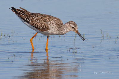 Lesser Yellowlegs