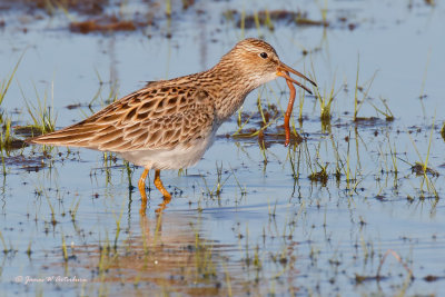 Pectoral Sandpiper