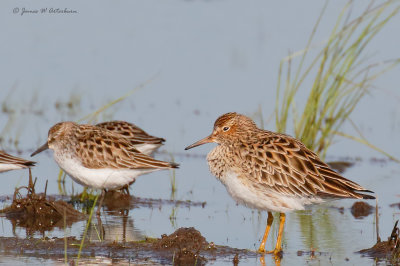 Pectoral Sandpiper