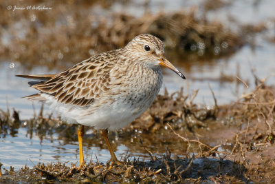 Pectoral Sandpiper