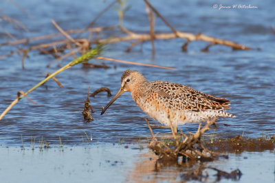 Short-billed Dowitcher