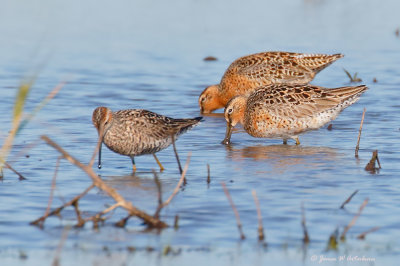 Short-billed Dowitcher