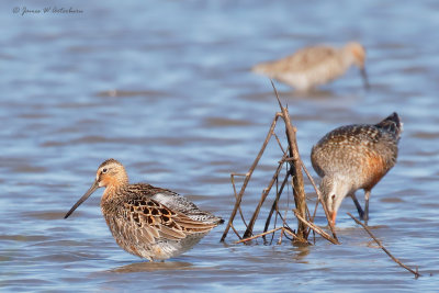 Short-billed Dowitcher
