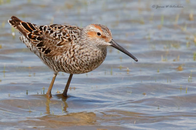Stilt Sandpiper