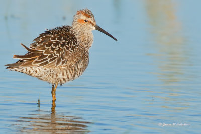 Stilt Sandpiper
