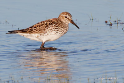 White-rumped Sandpiper