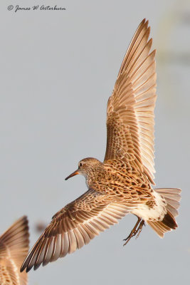 White-rumped Sandpiper