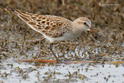 White-rumped Sandpiper