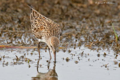 White-rumped Sandpiper