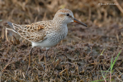White-rumped Sandpiper