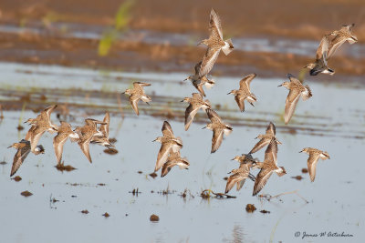White-rumped Sandpiper & Semipalmated Sandpiper