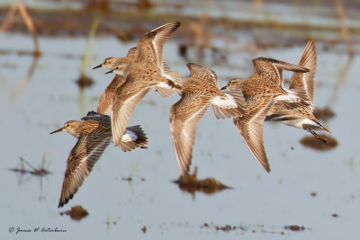 White-rumped Sandpiper & Semipalmated Sandpiper