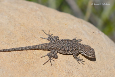 Ornate Tree Lizard