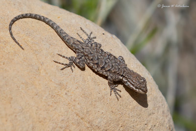 Ornate Tree Lizard